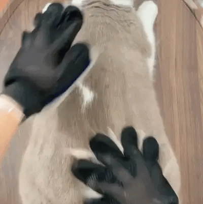 Magic Grooming (GIFT)